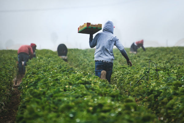 Repercutir los costes de producción: El colosal desafío de la Cadena Alimentaria