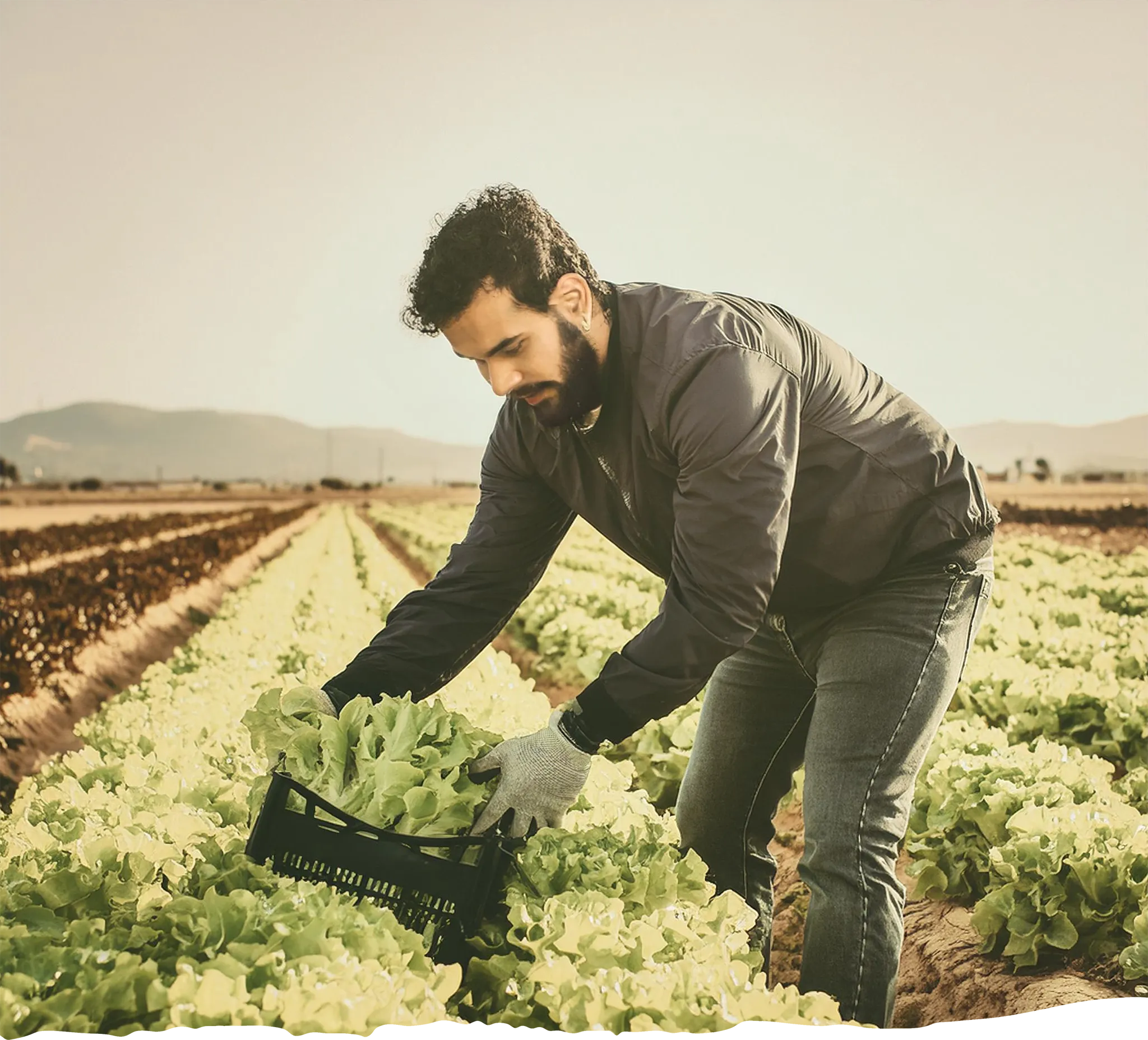 Agricultor recogiendo cosecha de lechugas