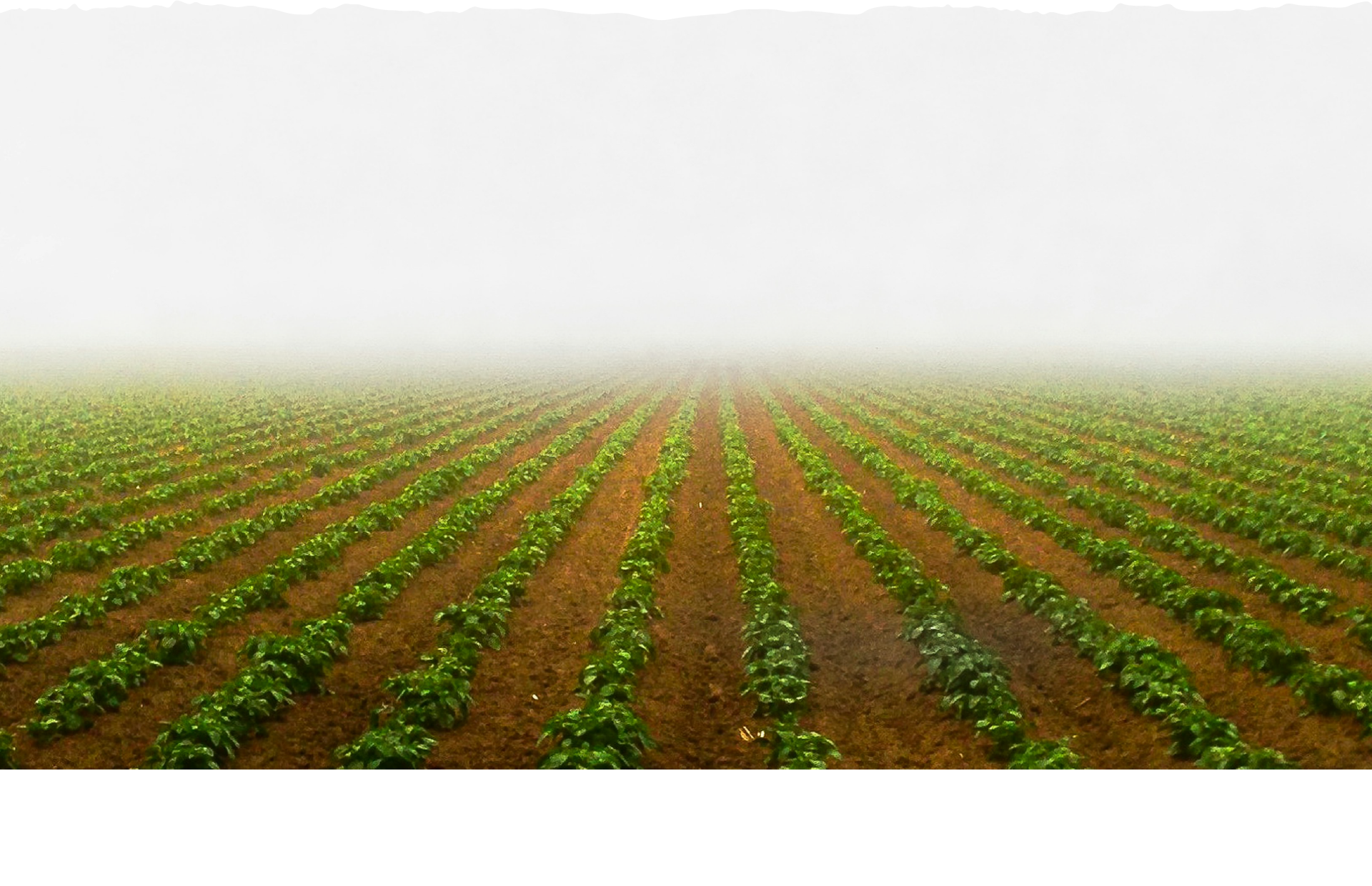 Campo cultivado